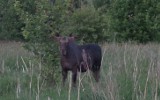 Sochonie. Łoś zbliżył się do domów i skubał liście (wideo)