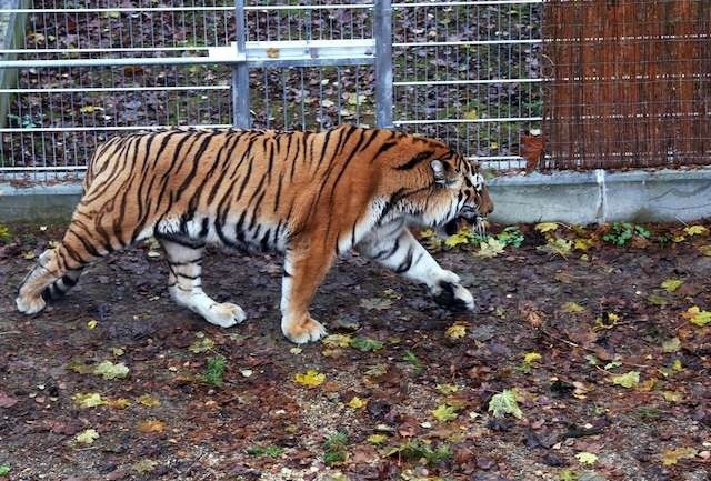 Tygrys mieszkający w zoo nie będzie jedyną atrakcją otwarcia sezonu