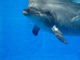 Wtorkowy Poranny: Sebastian marzy o pływaniu z delfinami