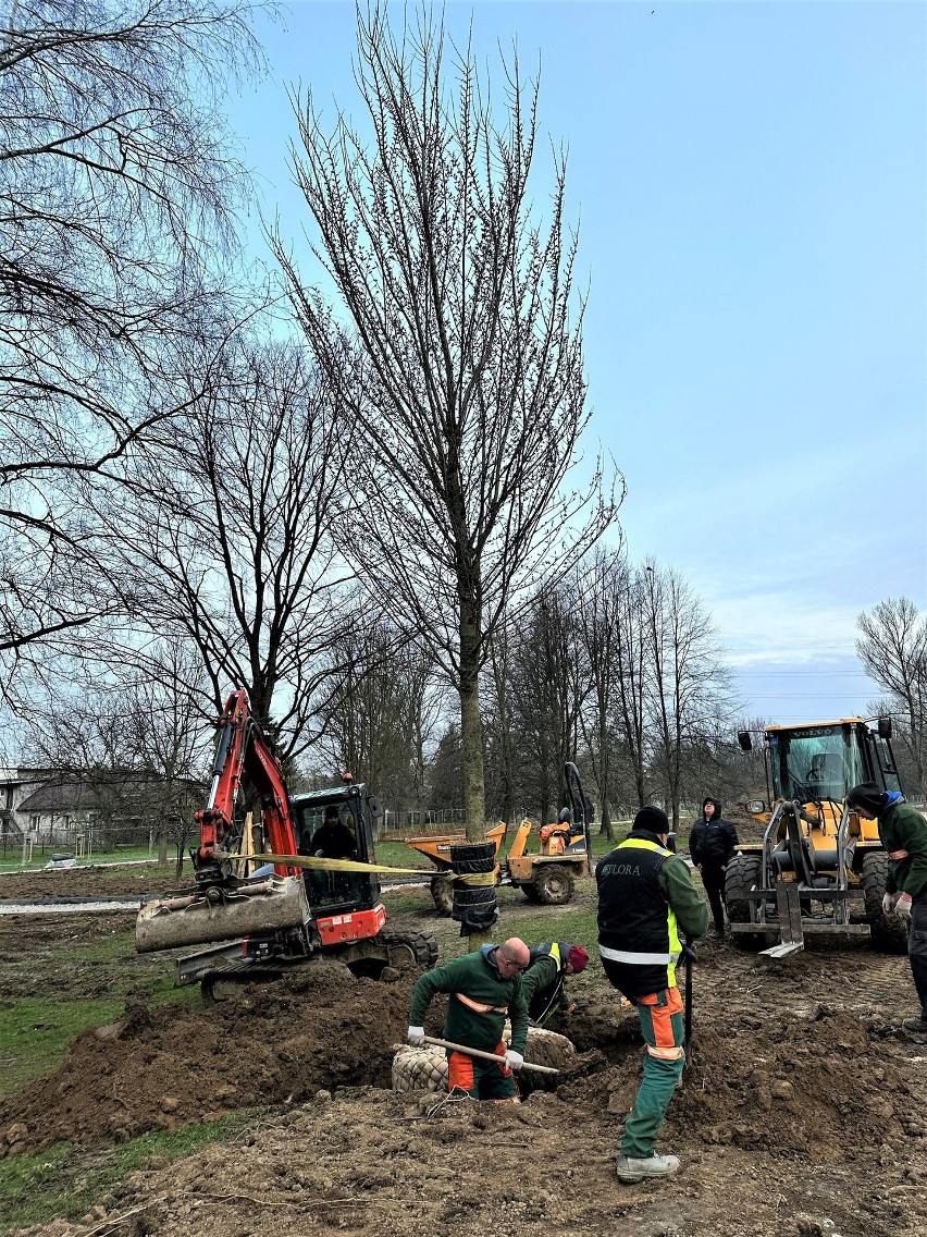Kraków sadzi drzewa na wiosnę w Ogrodzie Płaszów. I to niemałe, bo 10-metrowe
