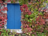Winobluszcz szybko okryje ścianę lub płot, a jesienią przybierze niezwykłe kolory. Sprawdź, jak uprawiać to pnącze