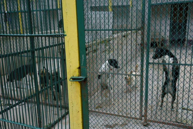 W schronisku dla zwierząt trwa rozbudowa. 9 najstarszych kojców zostanie wyremontowanych. Obecnie mieszka w nich 50 psów, które na czas modernizacji trzeba gdzieś przenieść.