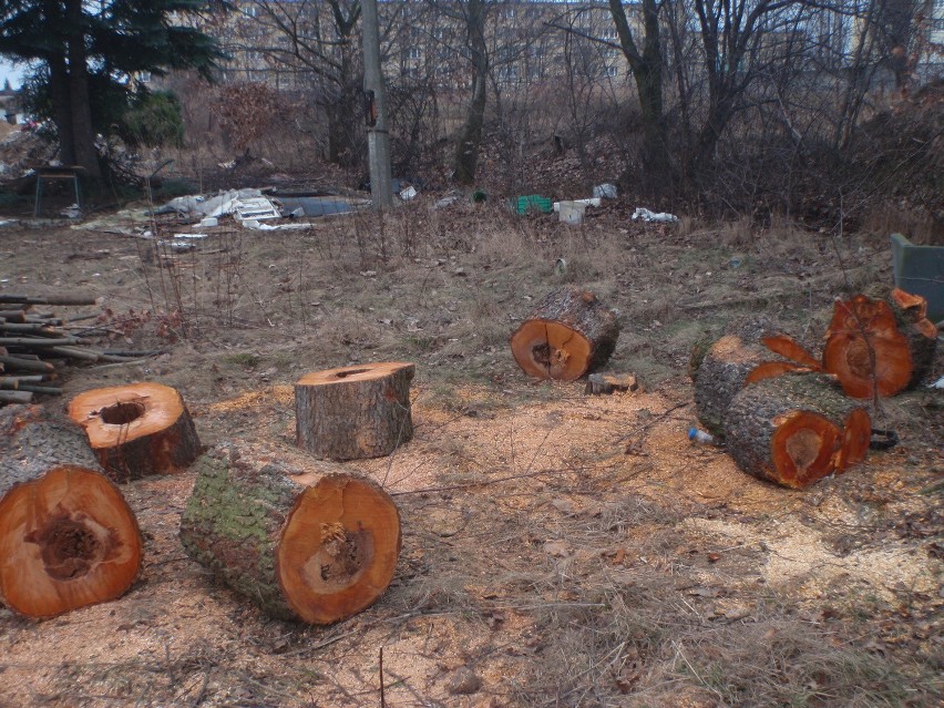 Mężczyźni wycięli nielegalnie dziesięć dorodnych drzew -...