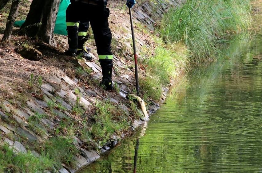 Mnóstwo śniętych ryb w parku Szczytnickim. Niedzielna, duża...