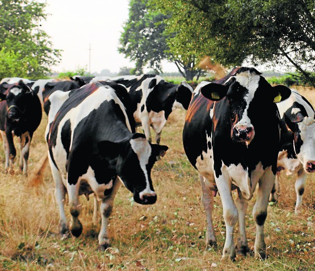 Susza najbardziej dokucza rolnikom specjalizującym się w produkcji mleka i bydła opasowego. Łąki wyschły, a kukurydza przeznaczona na kiszonki będzie miała niską wartość odżywczą