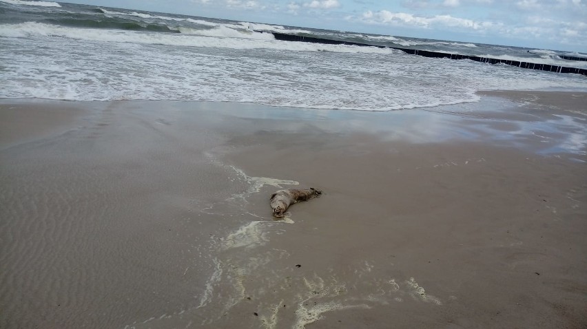 Martwa foka leżała na plaży w Sianożętach