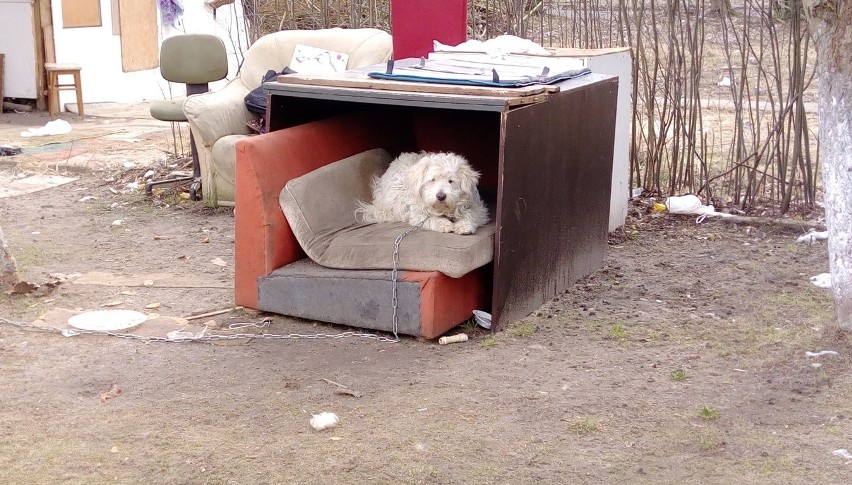 Interwencję na koczowisku Fundacja Mondo Cane przeprowadziła...