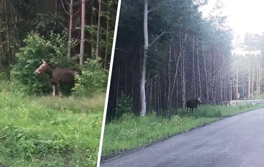 Łoś z inspekcją na budowie drogi w Białych Błotach [zdjęcia, wideo]