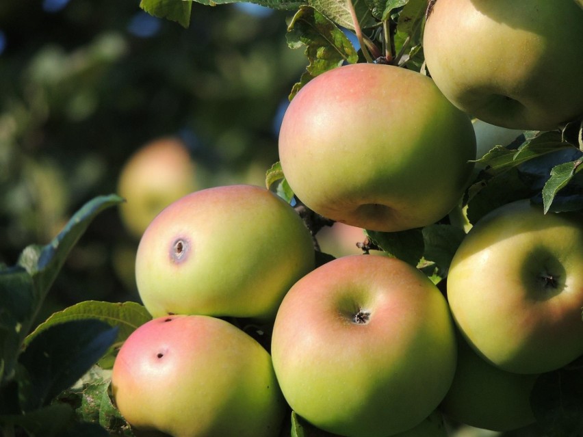 Jabłka - targowisko Mogilno - 4 zł/kg, targowisko Skrwilno -...