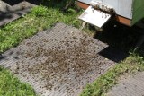 Tysiące martwych pszczół pod Środą Śląską