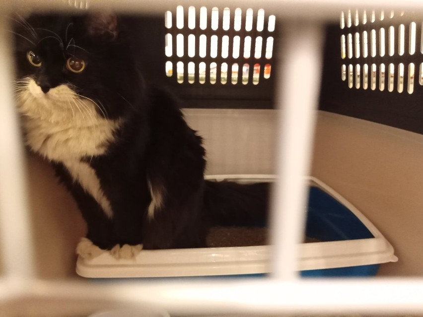 Kot uchodźców, który zaginął na dworcu i odnalazł po czterech dniach, jest już u właścicieli. Filmowa historia
