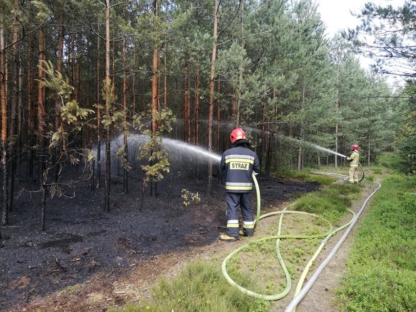 Pożar lasu w Solarni 23.06.2019.