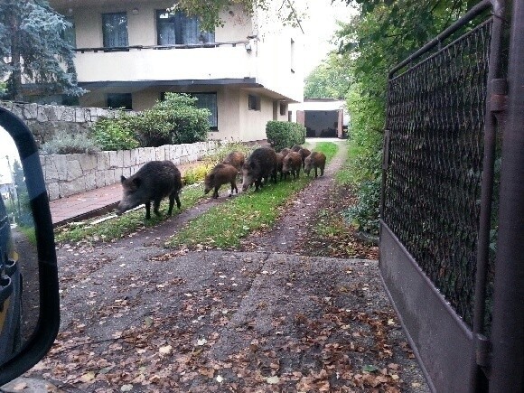 Dziki na osiedlu Odrodzenia w Katowicach