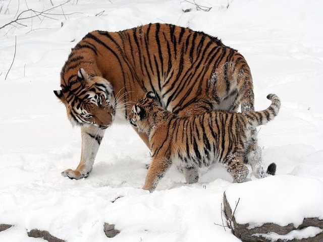 Tygrys syberyjski to jeden z największych drapieżnych ssaków lądowych. Niestety, grozi mu wyginięcie.