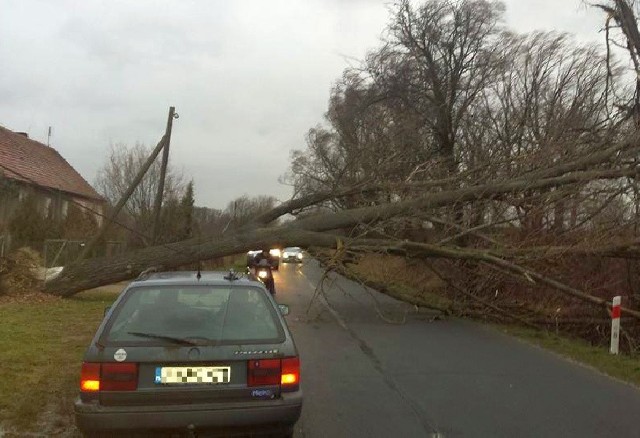 Zwalone drzewo na drogę w miejscowości Biecz w powiecie żarskim.