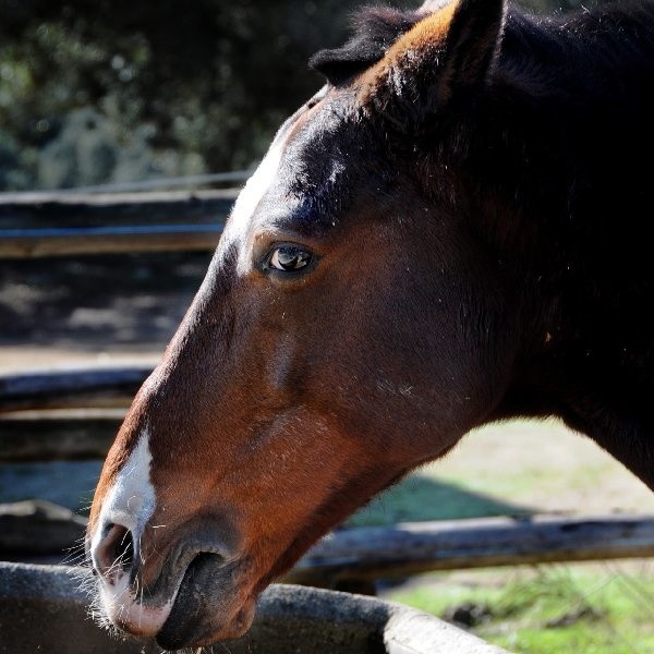 Właścicielowi konia grożą nawet dwa lata więzienia, jednak jeździec nie przyznaje się do winy.