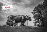 Kalendarz Związku Śląskich Rolników 2017: wyraziste zdjęcia ze śląskiej wsi