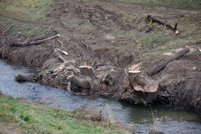 Efekt wycinki drzew nad Rudawą przez Wody Polskie