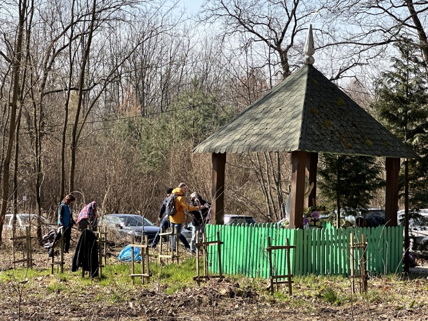 W pierwszy dzień wiosny w Lesie Zwierzynieckim w Tarnobrzegu młodzież zasadziła miododajne drzewa. Zobacz zdjęcia i wideo