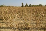 Susza rolnicza opanowała kraj, najgorzej w Wielkopolsce i Lubuskiem. Cierpią uprawy kukurydzy i drzew owocowych. Będzie mniej żywności?