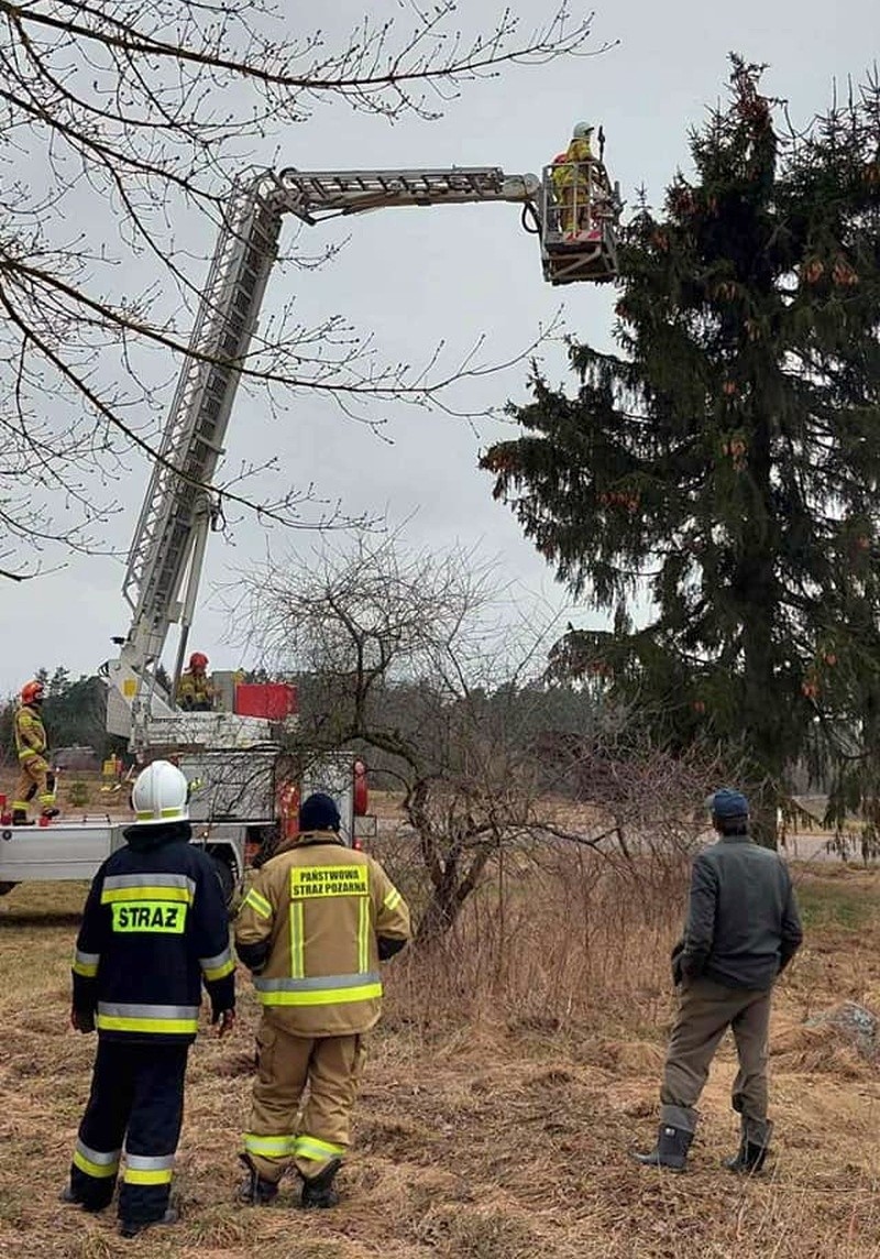 Strażacy odblokowali bocianom dostęp do gniazda