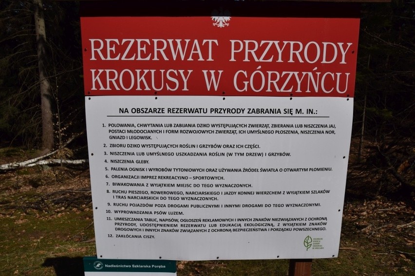 Rezerwat przyrody "Krokusy w Górzyńcu" - kwiecień 2018