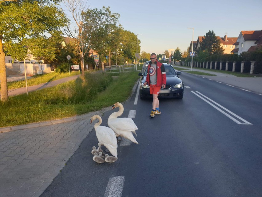 Mielno: Uwaga, rodzina łabędzi na drodze! [zdjęcia]