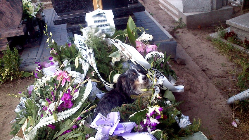 Pies czekał przy grobie swojego pana? Niesamowita historia z gdańskiego cmentarza 