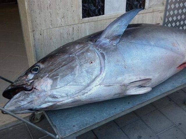 W sezonie ogromne tuńczyki są do kupinia na każdym bazarze