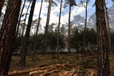 Zakaz wstępu do lasu ma być zniesiony już w poniedziałek