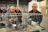 Wielka licytacja gołębi w Targach Kielce. Przyjdź i weź udział w akcji charytatywnej