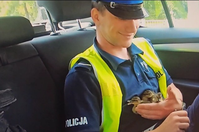 Mimo niecodziennej sytuacji, policjant z białostockiej drogówki doskonale odnalazł się w roli ptasiego opiekuna