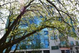 Pogoda na majówkę 2022. Kwitnące kasztany w centrum Białegostoku zapowiadają ciepłą wiosnę? (zdjęcia)