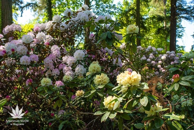Rogowskie arboretum hoduje wiele takich niezwykłych okazów z różnych zakątków świata. Czerwiec to świetny miesiąc na obejrzenie kolekcji, bo właśnie teraz rozwija się mnóstwo kwiatów.