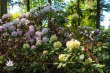 W czerwcu warto odwiedzić arboretum w Rogowie. Trwa pełnia kwitnienia azalii i różaneczników