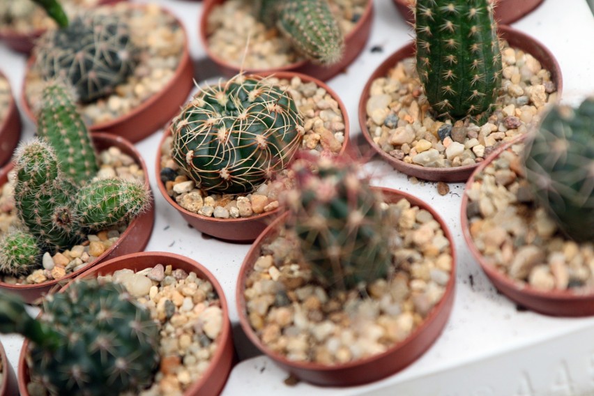 Wystawa kaktusów w Botaniku UMCS (ZDJĘCIA)                  