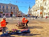 Królują kapusty i wrzosy. W centrum Lublina trwa jesienna wymiana kwiatów