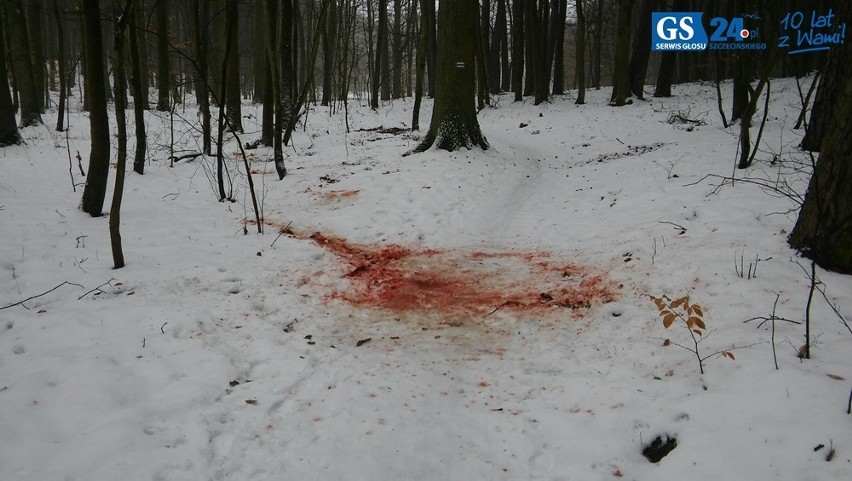Ślady krwi nad jeziorem Głębokim w Szczecinie.