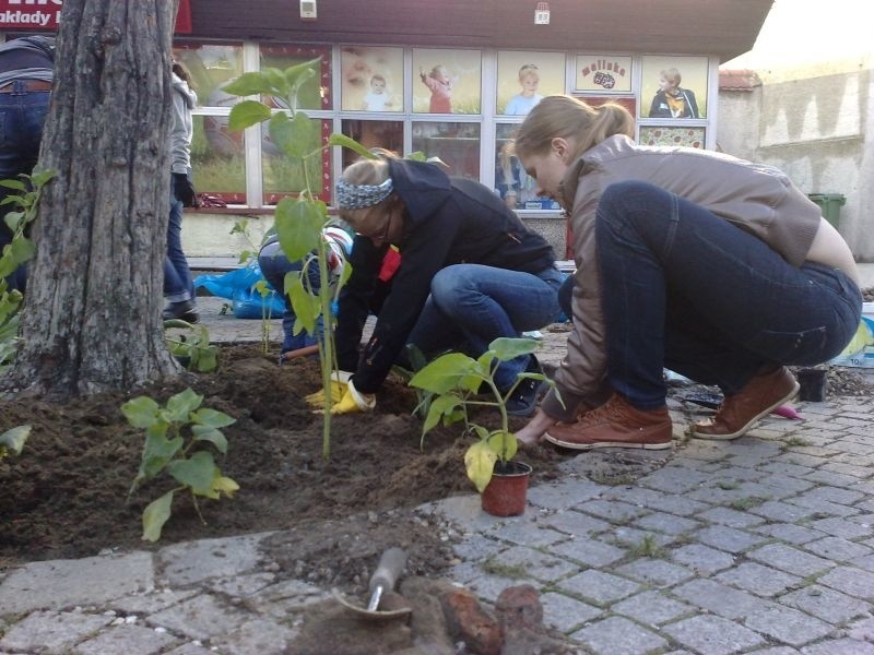 - Fundusze na zieleń w Zielonej Górze są przycinane. Zamiast...