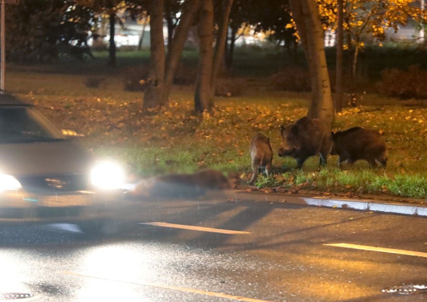 Potrącenie dzikiego zwierzęcia. Co trzeba zrobić? Jak postępować po wypadku np. z dzikiem?