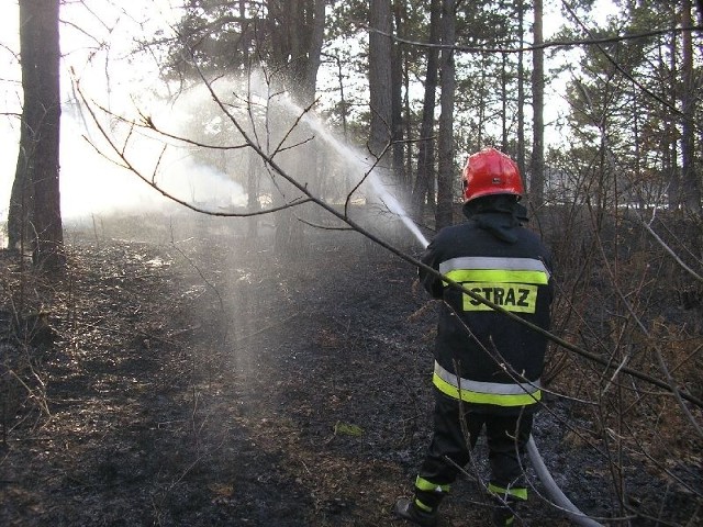Wtorkowy pożar poszycia leśnego w okolicach Piły Łachowskiej, w gminie Włoszczowa.  
