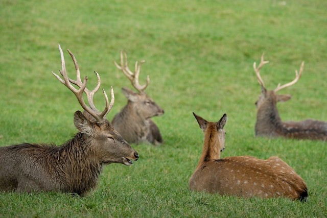 Populacja jeleni w Anglii jest największa od 1000 lat, co ma zgubny wpływ na tamtejsze lasy.