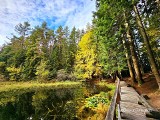 Czarna Młaka niedaleko Muszyny to unikatowe jeziorko w Beskidach, ukryte w lesie. Warto zobaczyć zanim zniknie 