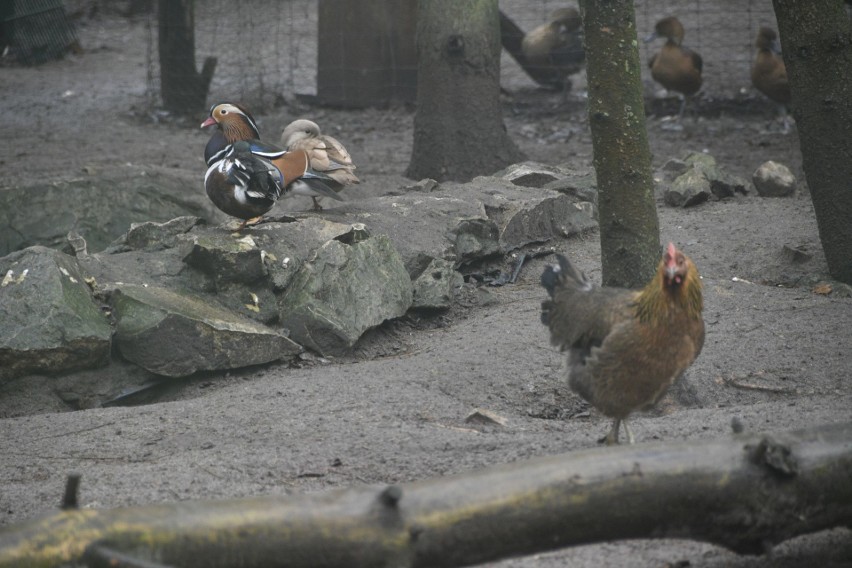 Zwierzęta z Ogrodu Zoologicznego „Leśne Zacisze” w Lisowie koło Morawicy w Wigilię mówią ludzkim głosem. Zobaczcie zdjęcia i film