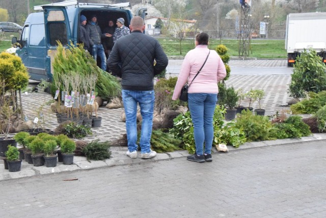 Na giełdzie w Sandomierzu, w Wielką Sobotę, 16 kwietnia, tłoku nie było, więc klienci mieli duży wybór. Popularnością cieszyły się szczególnie sadzonki drzewek, krzewów i kwiatów.Zobaczcie na kolejnych slajdach, co można było kupić na giełdzie do ogrodu.