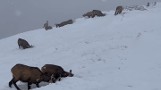 Tatry. Kozice grzebią pod śniegiem w poszukiwaniu jedzenia. Zobaczcie film, jak sobie radzą. WIDEO
