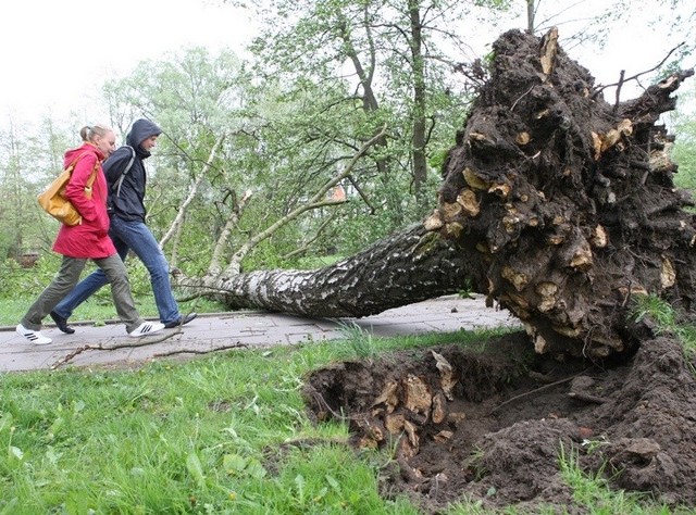 Wichura zwala drzewa i lamie galezie