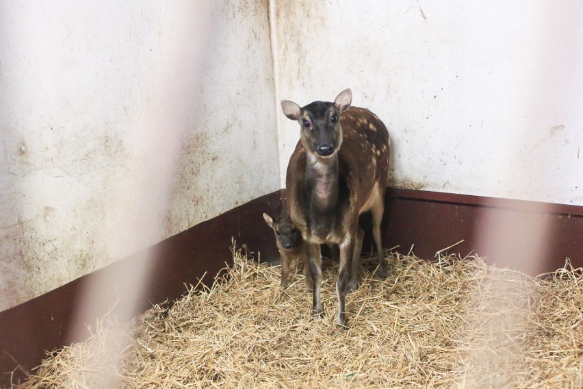 Nowy, wyjątkowy mieszkaniec zoo w Poznaniu.