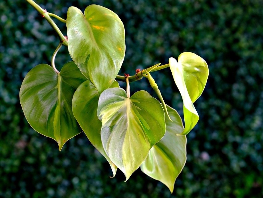 Filodendron...