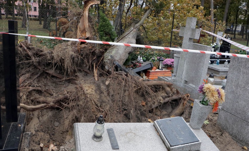 Wyrwane z korzeniami drzewo na cmentarzu farnym w Grudziądzu...